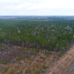 Photo of SOLD!  55.92 Acres of Timber and Hunting Land For Sale in Pamlico County NC!
