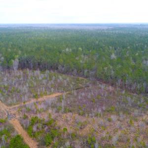 Photo of SOLD!  55.92 Acres of Timber and Hunting Land For Sale in Pamlico County NC!