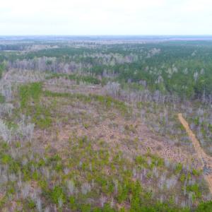 Photo of SOLD!  55.92 Acres of Timber and Hunting Land For Sale in Pamlico County NC!