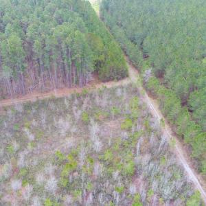 Photo of SOLD!  55.92 Acres of Timber and Hunting Land For Sale in Pamlico County NC!