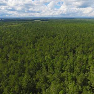 Photo of SOLD!  55.92 Acres of Timber and Hunting Land For Sale in Pamlico County NC!