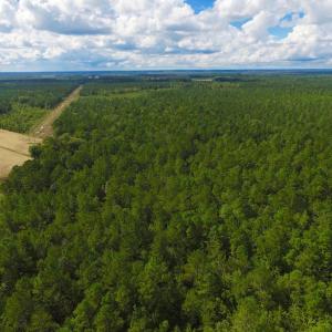 Photo of SOLD!  55.92 Acres of Timber and Hunting Land For Sale in Pamlico County NC!