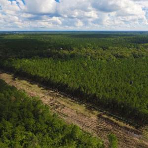 Photo of SOLD!  55.92 Acres of Timber and Hunting Land For Sale in Pamlico County NC!