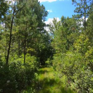 Photo of SOLD!  55.92 Acres of Timber and Hunting Land For Sale in Pamlico County NC!