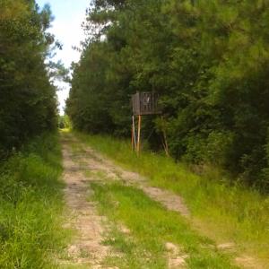 Photo of SOLD!  55.92 Acres of Timber and Hunting Land For Sale in Pamlico County NC!