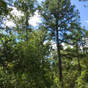 Photo of SOLD!  55.92 Acres of Timber and Hunting Land For Sale in Pamlico County NC!