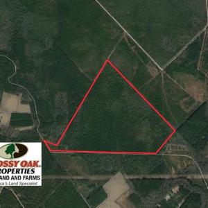 Photo of UNDER CONTRACT!  189.85 Acres of Timber and Hunting Land For Sale in Pamlico County NC!