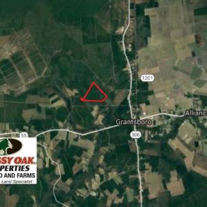 Photo of UNDER CONTRACT!  189.85 Acres of Timber and Hunting Land For Sale in Pamlico County NC!