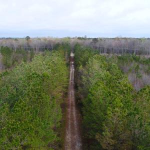 Photo of UNDER CONTRACT!  189.85 Acres of Timber and Hunting Land For Sale in Pamlico County NC!