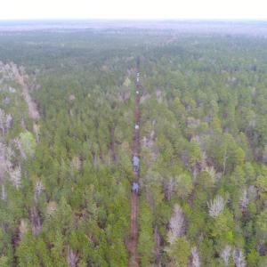 Photo of UNDER CONTRACT!  189.85 Acres of Timber and Hunting Land For Sale in Pamlico County NC!