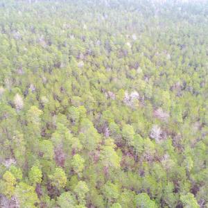 Photo of UNDER CONTRACT!  189.85 Acres of Timber and Hunting Land For Sale in Pamlico County NC!
