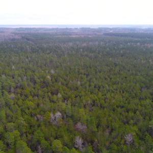 Photo of UNDER CONTRACT!  189.85 Acres of Timber and Hunting Land For Sale in Pamlico County NC!