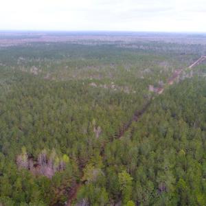 Photo of UNDER CONTRACT!  189.85 Acres of Timber and Hunting Land For Sale in Pamlico County NC!