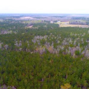 Photo of UNDER CONTRACT!  189.85 Acres of Timber and Hunting Land For Sale in Pamlico County NC!