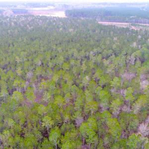 Photo of UNDER CONTRACT!  189.85 Acres of Timber and Hunting Land For Sale in Pamlico County NC!
