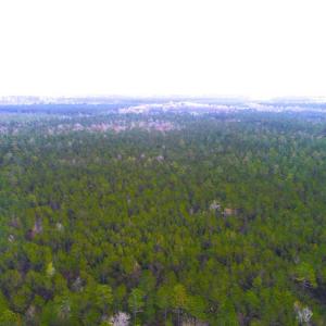 Photo of UNDER CONTRACT!  189.85 Acres of Timber and Hunting Land For Sale in Pamlico County NC!