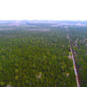 Photo of UNDER CONTRACT!  189.85 Acres of Timber and Hunting Land For Sale in Pamlico County NC!