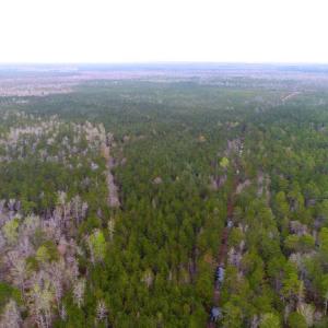 Photo of UNDER CONTRACT!  189.85 Acres of Timber and Hunting Land For Sale in Pamlico County NC!