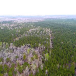 Photo of UNDER CONTRACT!  189.85 Acres of Timber and Hunting Land For Sale in Pamlico County NC!