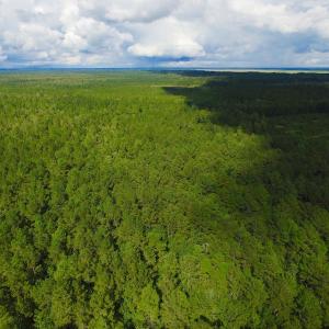 Photo of UNDER CONTRACT!  189.85 Acres of Timber and Hunting Land For Sale in Pamlico County NC!