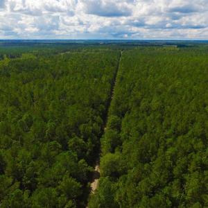 Photo of UNDER CONTRACT!  189.85 Acres of Timber and Hunting Land For Sale in Pamlico County NC!
