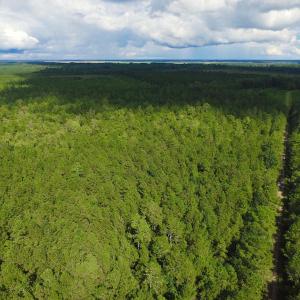 Photo of UNDER CONTRACT!  189.85 Acres of Timber and Hunting Land For Sale in Pamlico County NC!