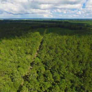 Photo of UNDER CONTRACT!  189.85 Acres of Timber and Hunting Land For Sale in Pamlico County NC!