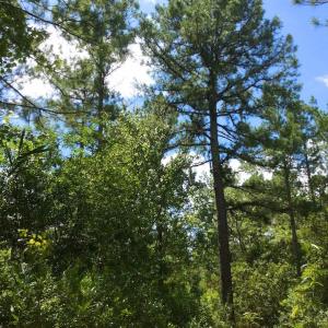 Photo of UNDER CONTRACT!  189.85 Acres of Timber and Hunting Land For Sale in Pamlico County NC!