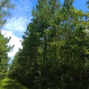 Photo of UNDER CONTRACT!  189.85 Acres of Timber and Hunting Land For Sale in Pamlico County NC!