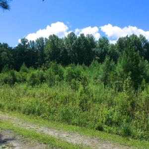 Photo of SOLD!  75.9 Acres of Timber and Hunting Land For Sale in Pamlico County NC!