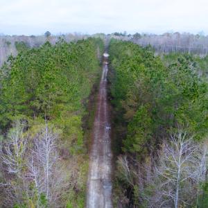 Photo of SOLD!  75.9 Acres of Timber and Hunting Land For Sale in Pamlico County NC!