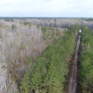 Photo of SOLD!  75.9 Acres of Timber and Hunting Land For Sale in Pamlico County NC!