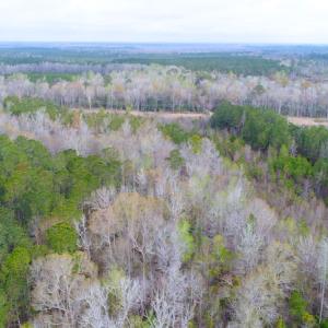 Photo of SOLD!  75.9 Acres of Timber and Hunting Land For Sale in Pamlico County NC!