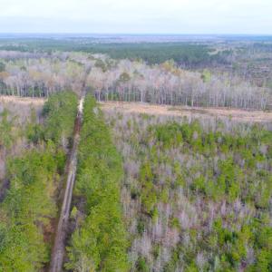 Photo of SOLD!  75.9 Acres of Timber and Hunting Land For Sale in Pamlico County NC!
