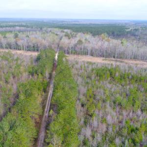 Photo of SOLD!  75.9 Acres of Timber and Hunting Land For Sale in Pamlico County NC!