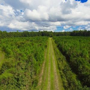 Photo of SOLD!  75.9 Acres of Timber and Hunting Land For Sale in Pamlico County NC!