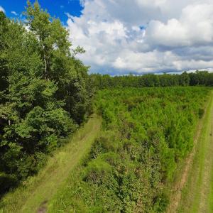 Photo of SOLD!  75.9 Acres of Timber and Hunting Land For Sale in Pamlico County NC!