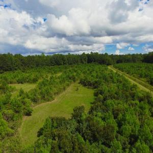 Photo of SOLD!  75.9 Acres of Timber and Hunting Land For Sale in Pamlico County NC!