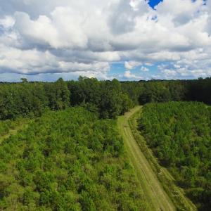 Photo of SOLD!  75.9 Acres of Timber and Hunting Land For Sale in Pamlico County NC!