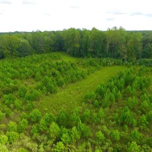 Photo of SOLD!  75.9 Acres of Timber and Hunting Land For Sale in Pamlico County NC!
