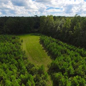 Photo of SOLD!  75.9 Acres of Timber and Hunting Land For Sale in Pamlico County NC!