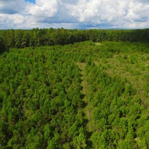 Photo of SOLD!  75.9 Acres of Timber and Hunting Land For Sale in Pamlico County NC!
