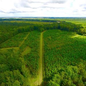 Photo of SOLD!  75.9 Acres of Timber and Hunting Land For Sale in Pamlico County NC!