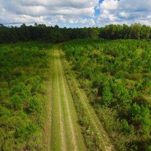 Photo of SOLD!  75.9 Acres of Timber and Hunting Land For Sale in Pamlico County NC!