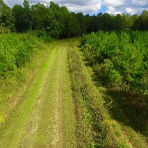 Photo of SOLD!  75.9 Acres of Timber and Hunting Land For Sale in Pamlico County NC!