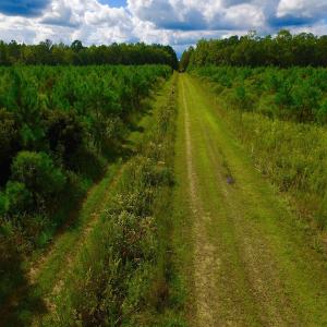 Photo of SOLD!  75.9 Acres of Timber and Hunting Land For Sale in Pamlico County NC!