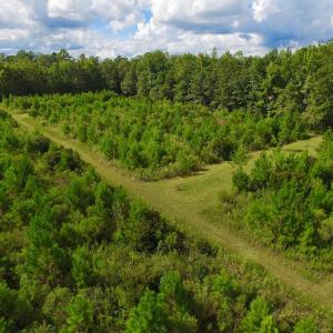 Photo of SOLD!  75.9 Acres of Timber and Hunting Land For Sale in Pamlico County NC!