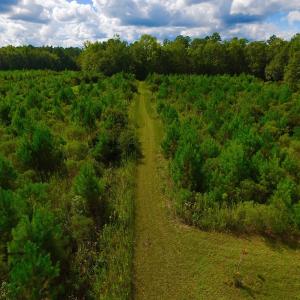 Photo of SOLD!  75.9 Acres of Timber and Hunting Land For Sale in Pamlico County NC!