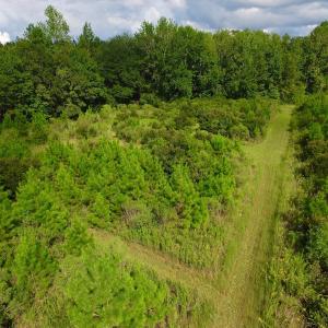 Photo of SOLD!  75.9 Acres of Timber and Hunting Land For Sale in Pamlico County NC!