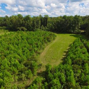 Photo of SOLD!  75.9 Acres of Timber and Hunting Land For Sale in Pamlico County NC!